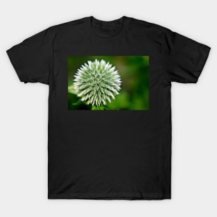 Globe Thistle (Echinops) Seed head T-Shirt